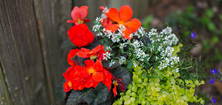 その他 botanical love Begonia tuberhybrida F₁ Nonstop® Mocca Deep Orange | Benary